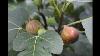 5 Tips For Growing Figs Why Figs Burn Your Mouth And Irritate Your Skin Eating A Raw Fig