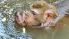 Poor Baby Lucy Can T Breathe Well Under Deep Water B D Mother Monkey Bring Baby Swim Till Get Dr0wn