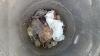 Poor Dog Was Thrown Into Deep Well Without Foods Water Eaten Alive By Thousand Maggots Sad Story