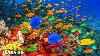 Les Merveilles Sous-marines époustouflantes De La Mer Rouge En 4k Musique Relaxante Des Récifs Coralliens Et De La Vie Marine Colorée